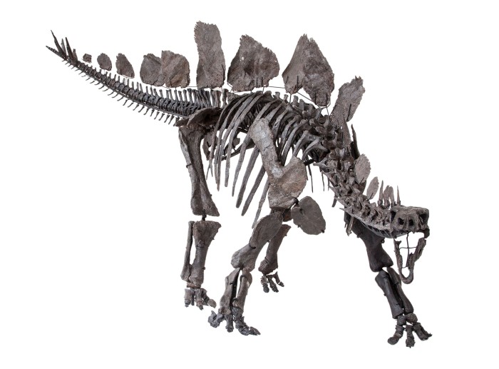 Stegosaurs have unusually short forelimbs compared to their hindlimbs, probably as a result of evolving from an ancestor that walked on two legs. We plan on reconstructing locomotion in Stegosaurus to understand what effect these unusual limb proportions would have on gait. Image Copyright: Natural History Museum, London