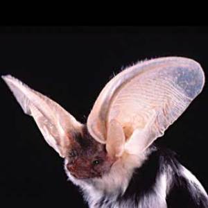 A spotted bat