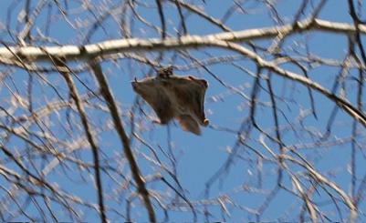 Flying squirrel taken from Wikipedia